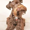 Brown Mini Schnauzer Diamond Painting