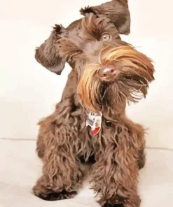 Brown Mini Schnauzer Diamond Painting