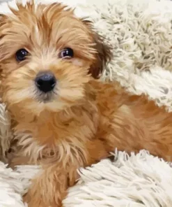 Brown Morkie Diamond Painting