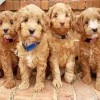 Brown Puppies Diamond Painting