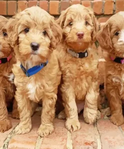 Brown Puppies Diamond Painting