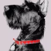 Giant Schnauzer Dog Diamond Painting