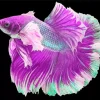 Lavender Betta Fish Diamond Painting
