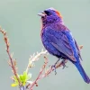 Lavender Bird Diamond Painting