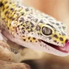 Leopard Gecko Diamond Painting
