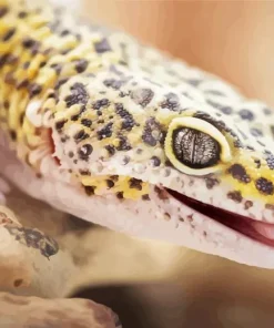 Leopard Gecko Diamond Painting