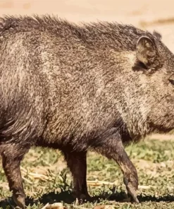 Peccary Animal Diamond Painting