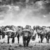 Black And White Buffalo Herd Diamond Painting