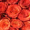 Burnt Orange Roses Diamond Painting