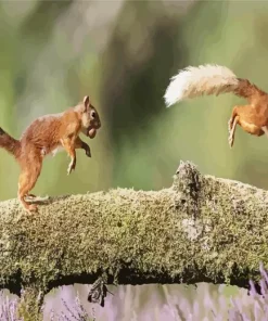 Jumping Squirrel Diamond Painting