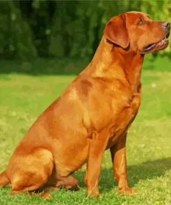Red Fox Labrador Diamond Painting
