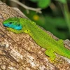European Green Lizard Diamond Painting