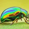 Green June Beetle Diamond Painting