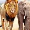 Lion And Elephant Diamond Painting
