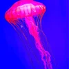 Pink Jellyfish Diamond Painting