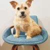 Blonde Cairn Terrier On Chair Diamond Painting