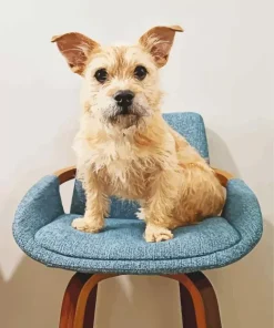 Blonde Cairn Terrier On Chair Diamond Painting