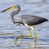 Tricolored Heron Diamond Painting