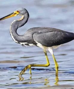 Tricolored Heron Diamond Painting
