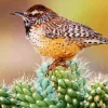 Cactus Wren Bird Diamond Painting