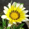 Gazania White Art Diamond Painting