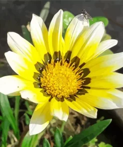 Gazania White Art Diamond Painting