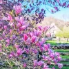 Magnolia Tree Diamond Painting