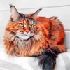 Maine Coon Cat Diamond Painting