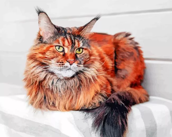 maine coon cat Diamond Paintings Maine Coon Cat Diamond Painting