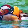 Mandarin Duck Diamond Painting