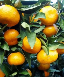 Mandarin Orange Diamond Painting