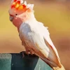Pink Cockatoo Bird Diamond Painting