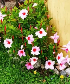 Pink Mandevilla Flowers Diamond Painting