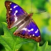 Purple Emperor Butterfly Diamond Painting