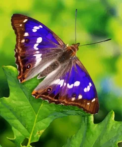 Purple Emperor Butterfly Diamond Painting