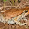 African Red Toad Diamond Painting