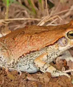 African Red Toad Diamond Painting