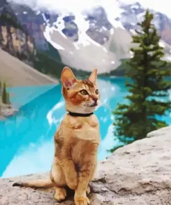 Cat In Banff Canada Diamond Painting