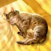 Cat Nap Diamond Painting