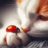 Cat And Ladybug Diamond Painting