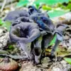 Craterellus Cornucopioides Diamond Painting