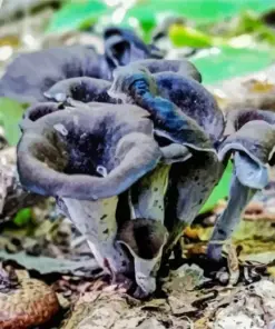 Craterellus Cornucopioides Diamond Painting