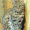 Oncilla Cat Tiger Diamond Painting