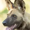 African Wild Dog Diamond Painting