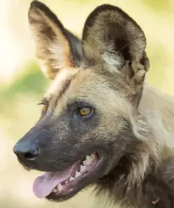 African Wild Dog Diamond Painting