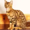 Bengal Cat Diamond Painting