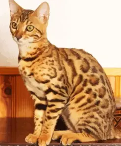 Bengal Cat Diamond Painting