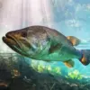 Black Bass Fish Diamond Painting