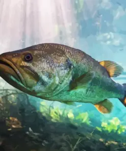 Black Bass Fish Diamond Painting