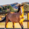 Brown Mustang Horse Diamond Painting